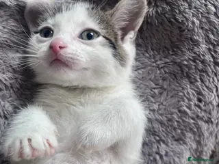 Mixed Breed cats 🐾Stunning Mixed breed Female & Male Kittens 🐾 - Advert 1