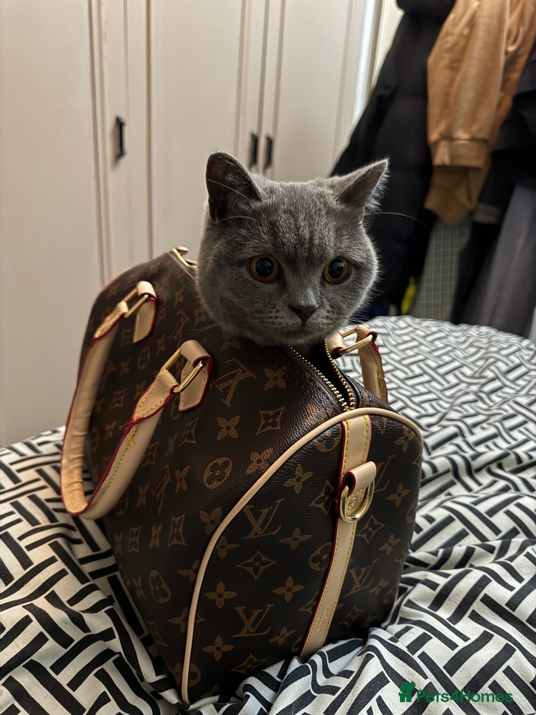 British Shorthair cats for sale: British short hair  - Image 7