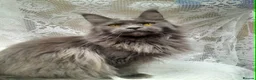 Maine Coon cats for sale: Solid blue maine coon girl - Advert 10