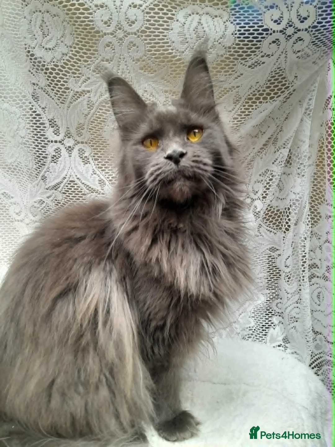 Maine Coon cats for sale: Solid blue maine coon girl - Advert 10