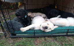 Labrador Retriever dogs for sale: Equal parts adventure and sofa buddies (Labradors) - Image 2