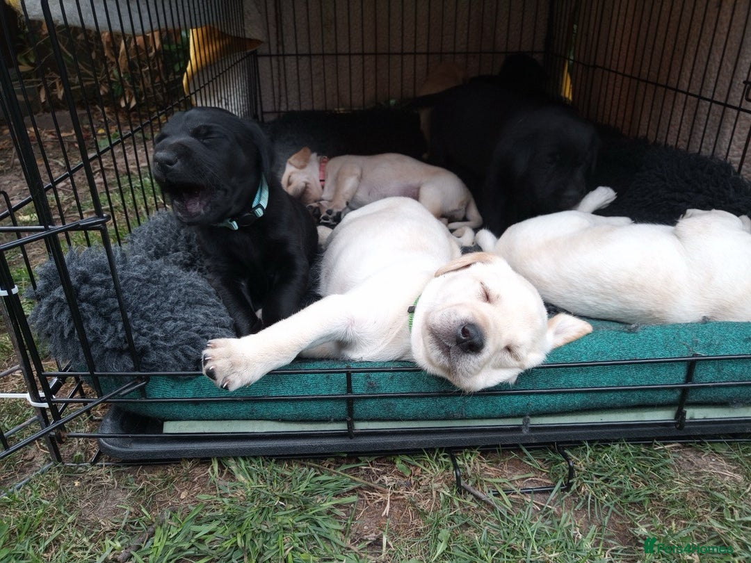 Labrador Retriever dogs for sale: Equal parts adventure and sofa buddies (Labradors) - Image 2