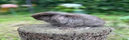 Mini Lop rabbits for sale: ⭐ FRIENDLY BABY MINI LOPS ⭐  - Advert 9