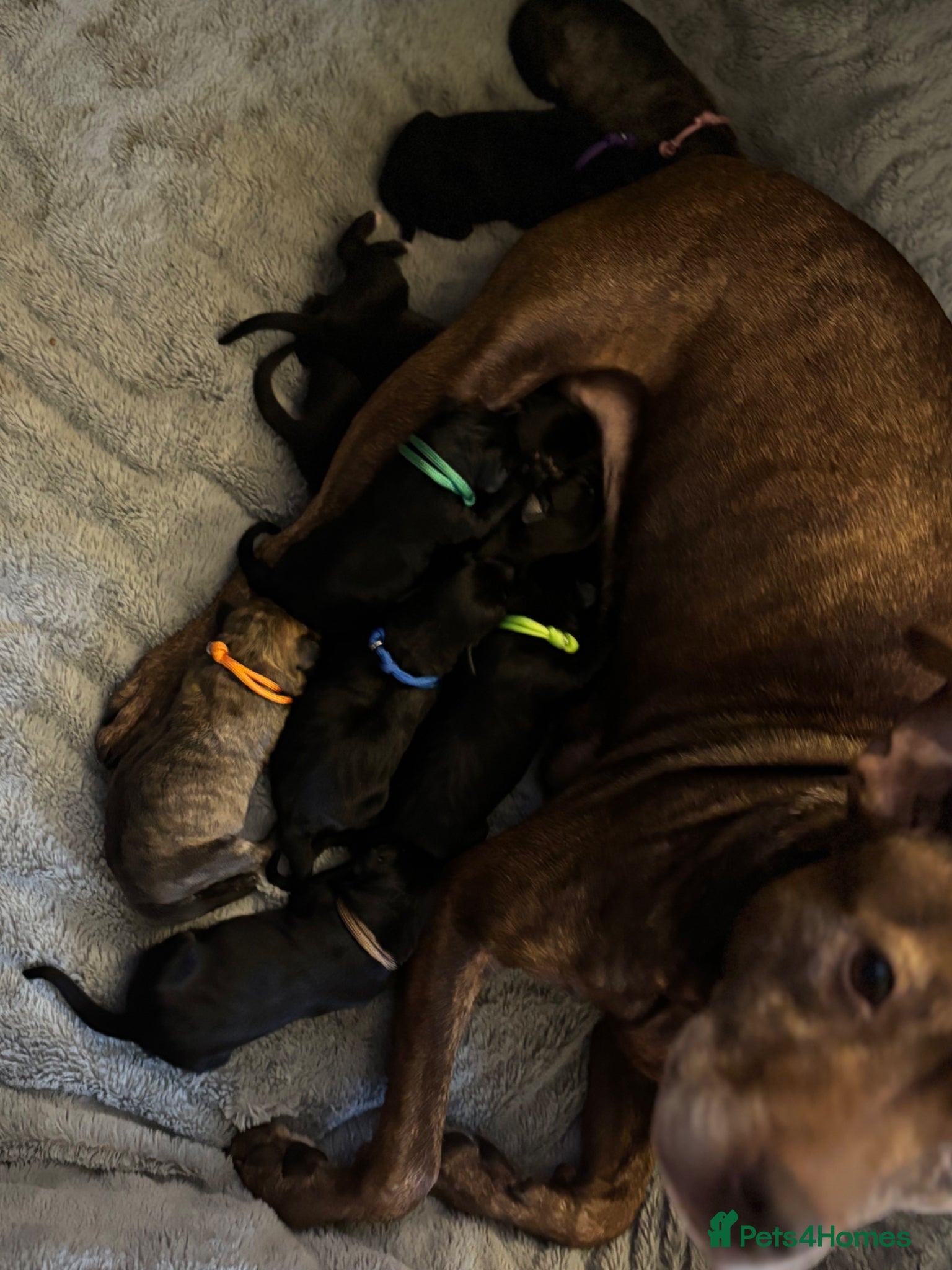 Mixed Breed dogs Patterstaff x Kerry blue terrier pups  - Advert 2