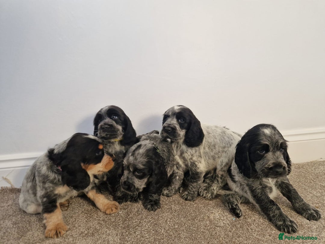 Cocker Spaniel dogs for sale: Outstanding KC registered cocker Spaniel puppies. - Advert 7