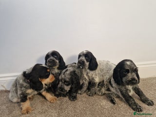 Cocker Spaniel dogs Outstanding KC registered cocker Spaniel puppies. - Advert 3