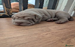 Shar Pei dogs for sale: Blue dilute shar pei boy  - Image 1