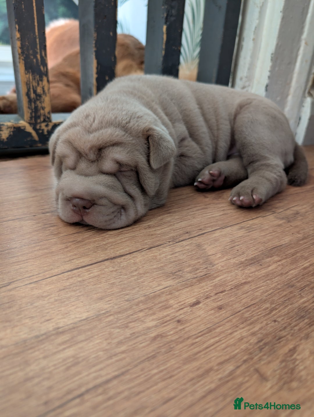 Shar Pei dogs for sale: Blue dilute shar pei boy  - Image 1