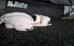 Staffordshire Bull Terrier dogs for sale: Male pup 4 sale  - Image 5