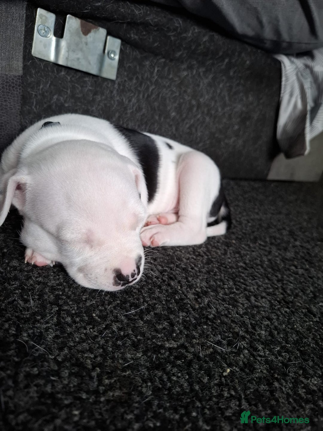 Staffordshire Bull Terrier dogs for sale: Male pup 4 sale  - Image 5