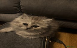 Persian cats for sale: Last Boy! Persian Ragdoll Kittens  - Image 14