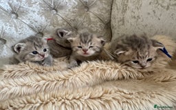 Scottish Fold cats for sale: Scottish fold/ Scottish striaght BSH kittens  - Image 21