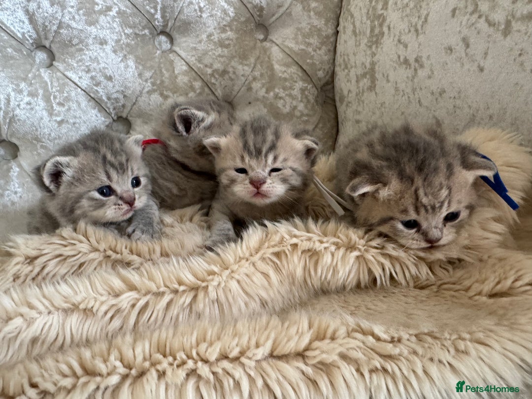 Scottish Fold cats for sale: Scottish fold/ Scottish striaght BSH kittens  - Image 21