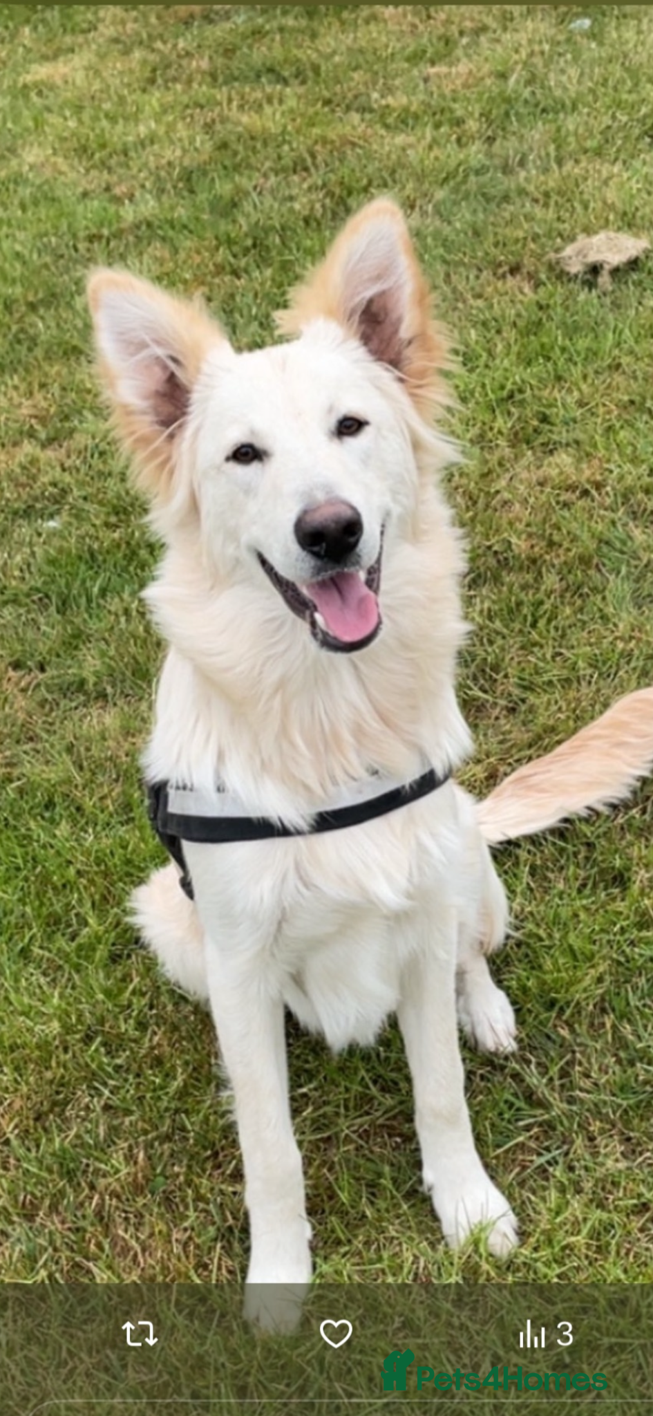 German Shepherd dogs Bolt White German Shepherd for stud - Advert 2