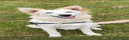 German Shepherd dogs for stud: Bolt White German Shepherd for stud in Middlesbrough - Advert 1
