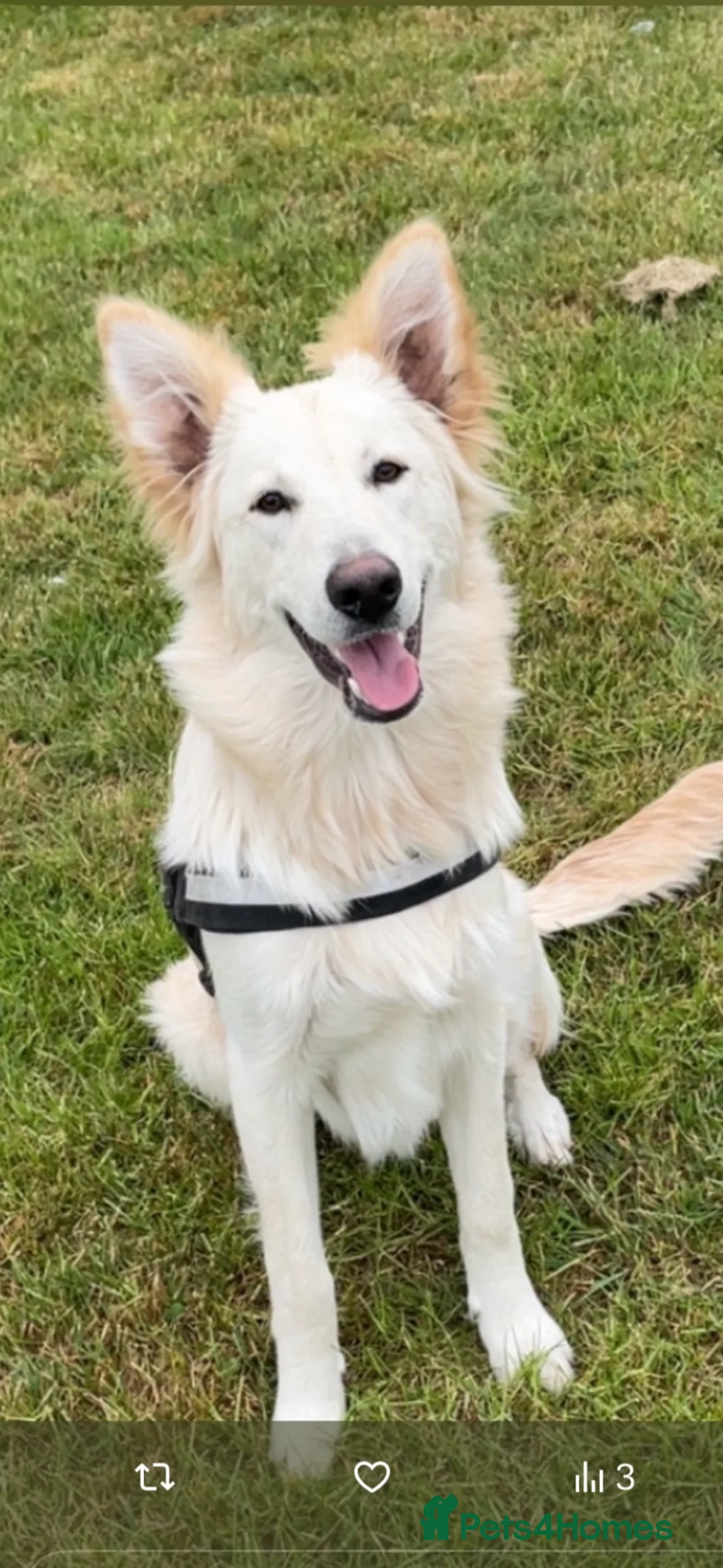 German Shepherd dogs for stud: Bolt White German Shepherd for stud in Middlesbrough - Advert 1