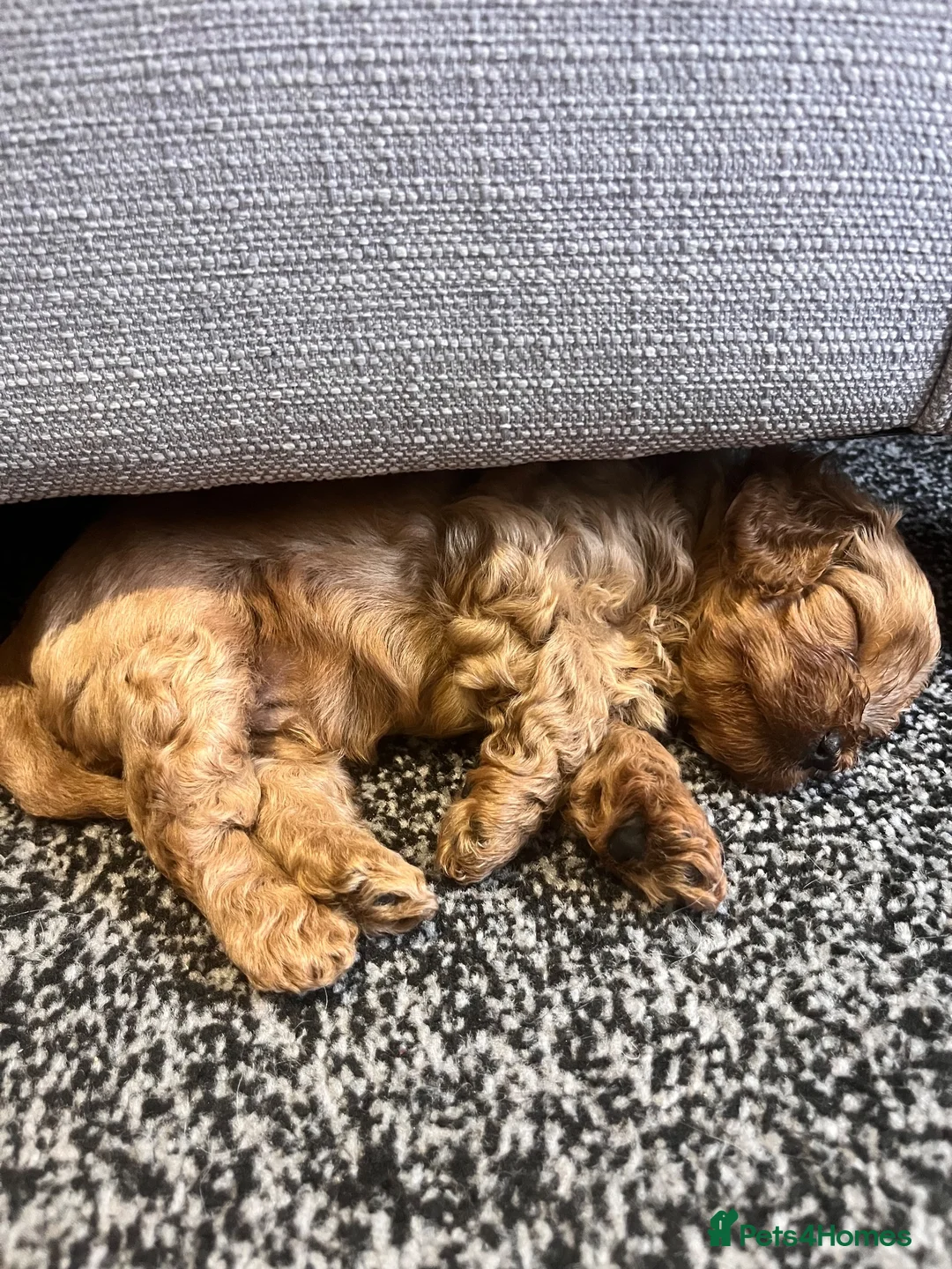 Cavapoo dogs for sale: Percy pudding  - Advert 5