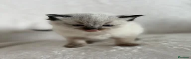 Kitten 2