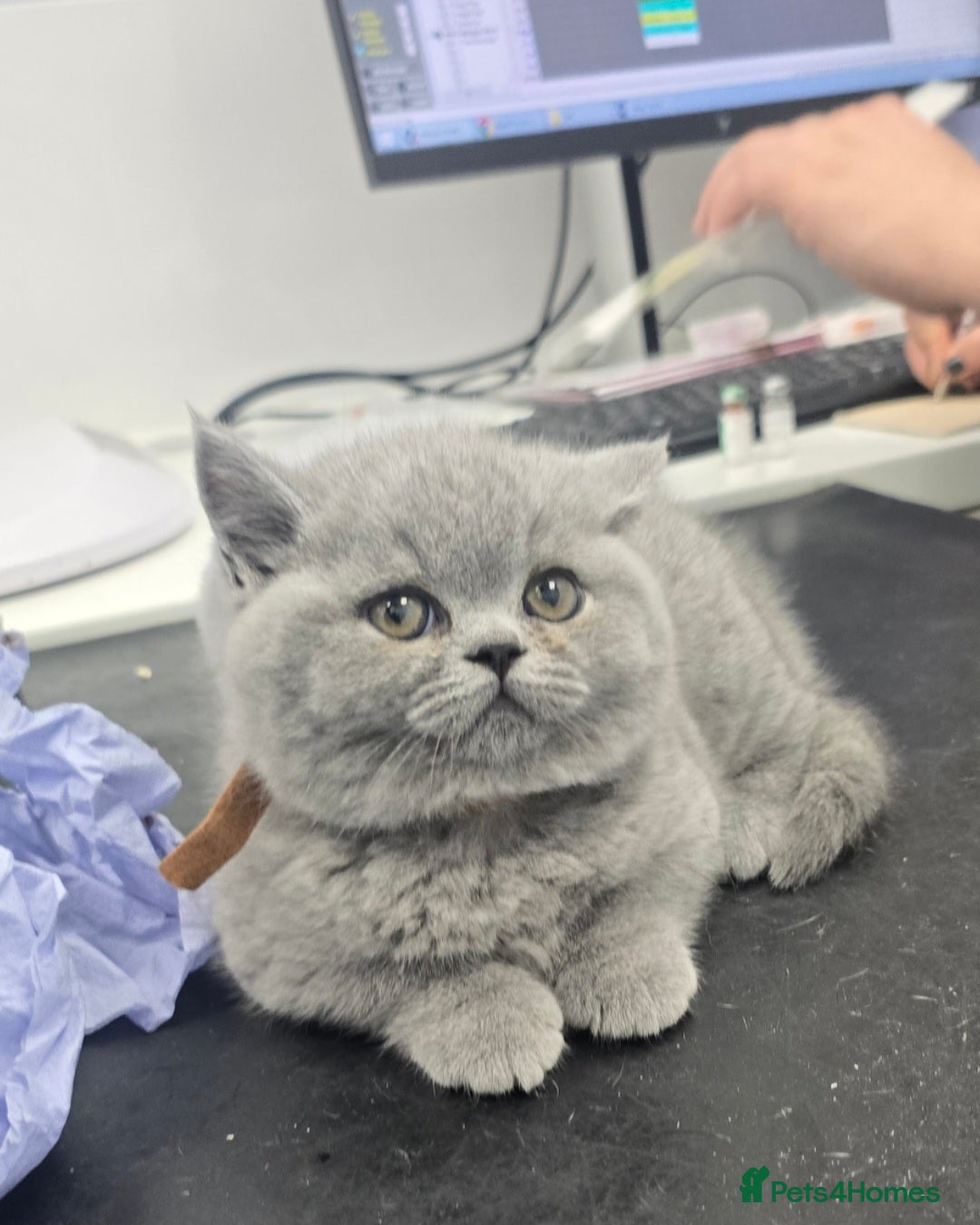 British Shorthair cats Adorable British Shorthair Kittens  - Advert 1