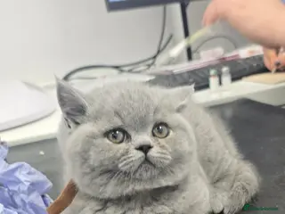 British Shorthair cats Adorable British Shorthair Kittens - Advert 1