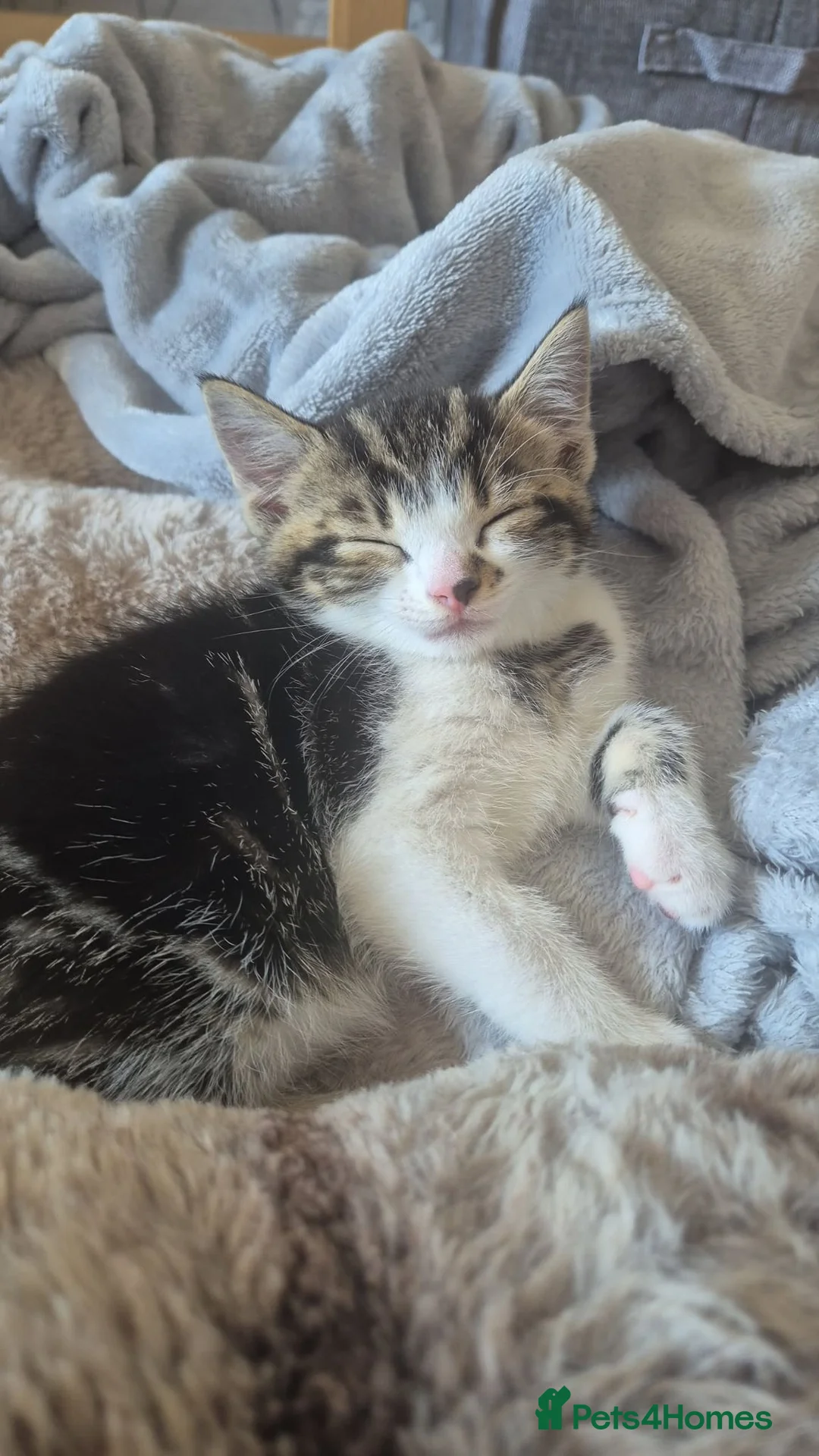 Mixed Breed cats for sale: 7 week male kitten in Gateshead - Advert 3