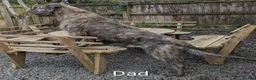Irish Wolfhound dogs for sale: Irish Wolfhound Puppies  - Advert 3