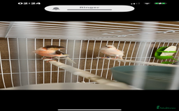 Canaries birds for sale: harlequins canary pairs and canaries  - Image 2