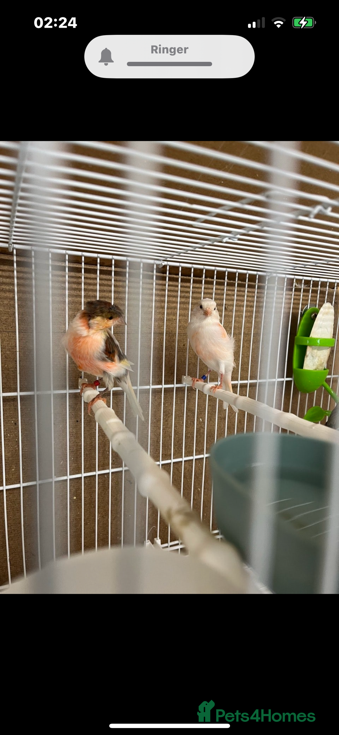 Canaries birds for sale: harlequins canary pairs and canaries  - Image 2