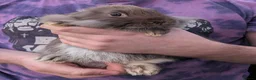 Mixed Breed rabbits for sale: Lionhead and Satin 12week old rabbits - Advert 14