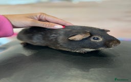 Guinea Pig rodents for sale: chocolate and tan otter coloured guinea pig boars - Image 8