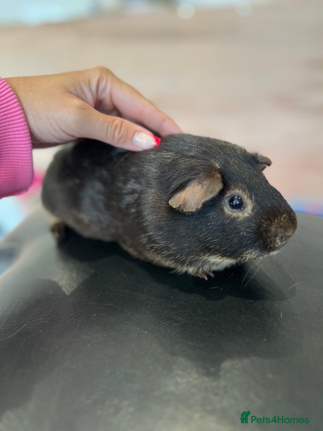 Guinea Pig rodents for sale: chocolate and tan otter coloured guinea pig boars - Image 8