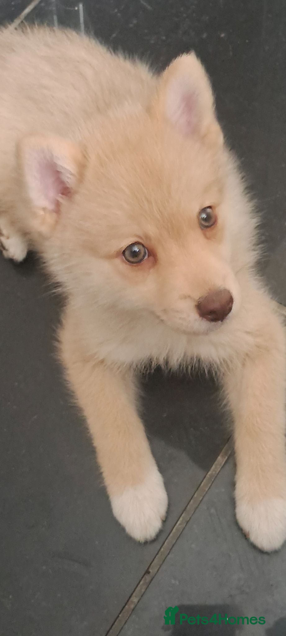 Pomsky dogs Both boys greatly reduced to £1000 - Advert 2