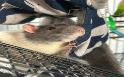 Rat rodents for sale: Brother rats. So cute and friendly. Kids handled - Image 10