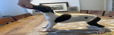 Whippet 5
