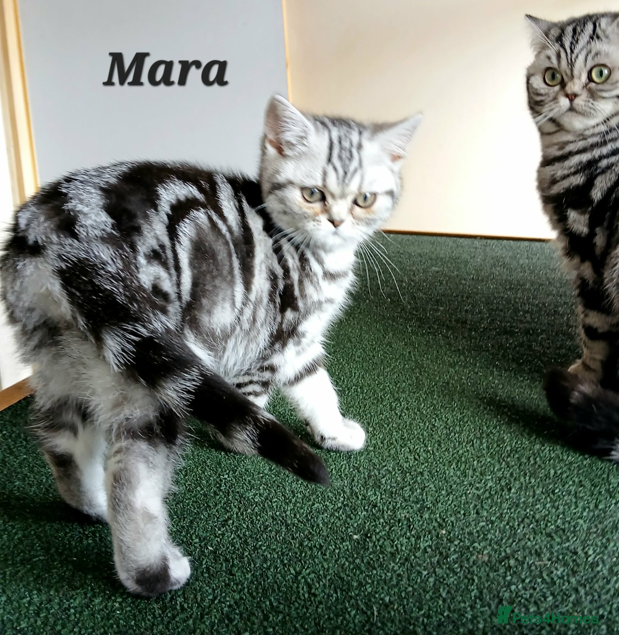 British Shorthair cats Bsh.Silver Classic Tabby girl. GCCF. - Advert 2