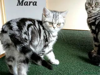 British Shorthair cats Bsh.Silver Classic Tabby girl. GCCF. - Advert 2