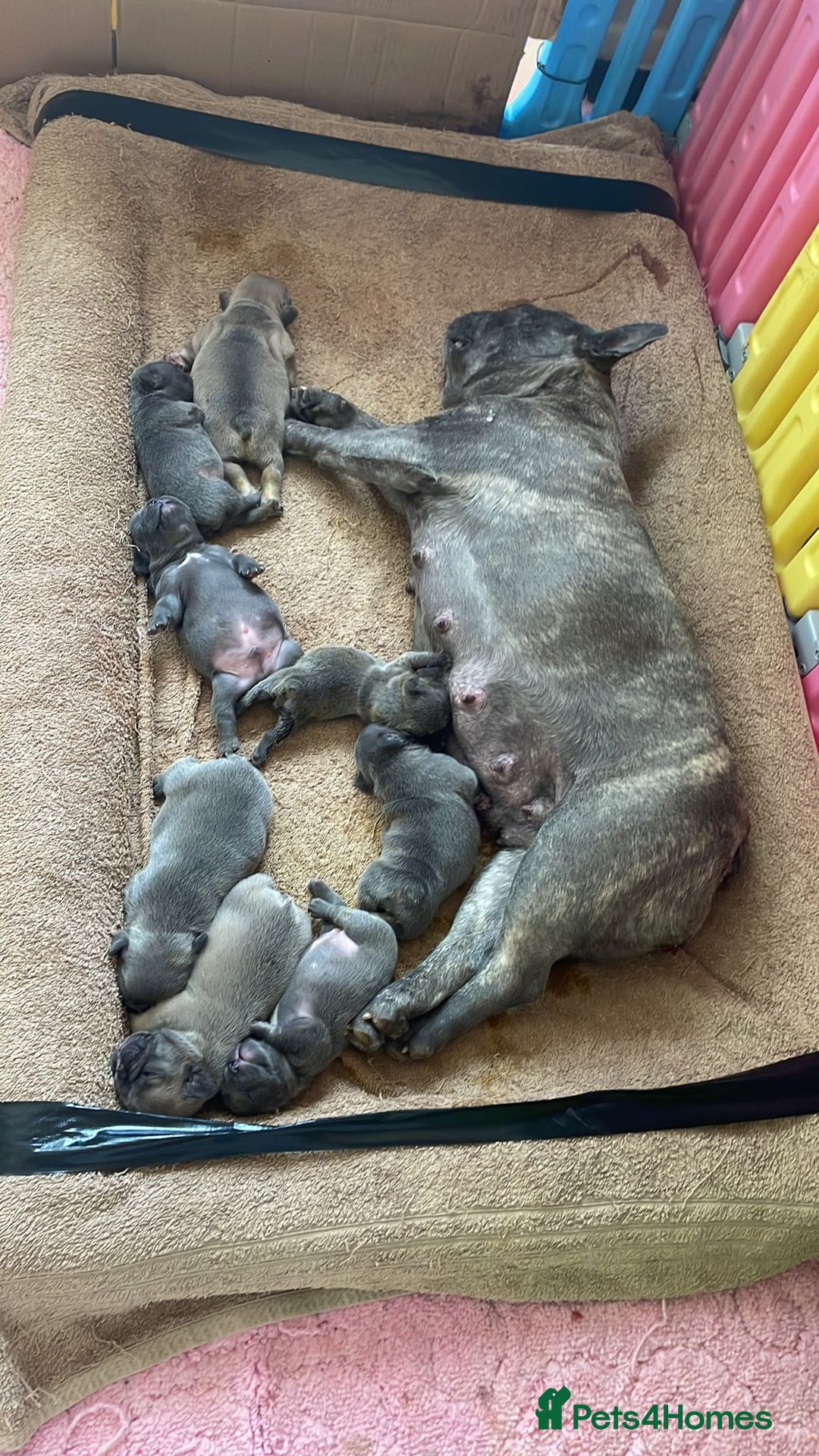 French Bulldog dogs for stud: Kye - Lilac and Tan Frenchie in St Albans - Advert 11