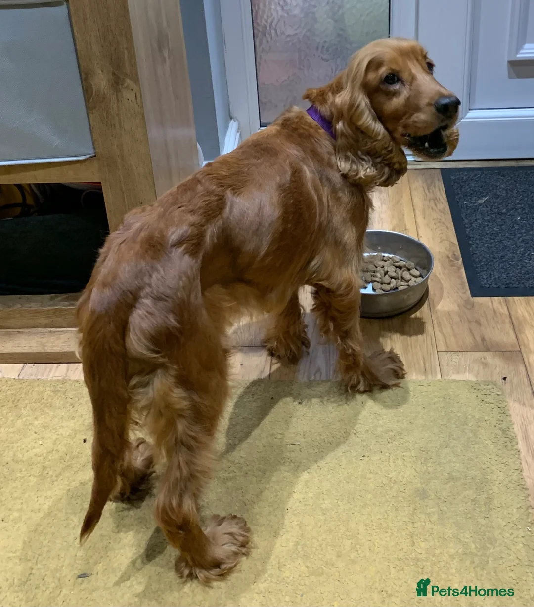 Cocker Spaniel dogs for sale: Golden cocker Spaniels in Neston - Advert 2