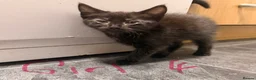Mixed Breed cats for sale: Beautiful Kittens  - Advert 4