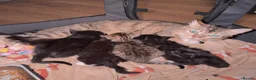 Mixed Breed cats for sale: 1 male 2 female kittens for sale - Advert 1