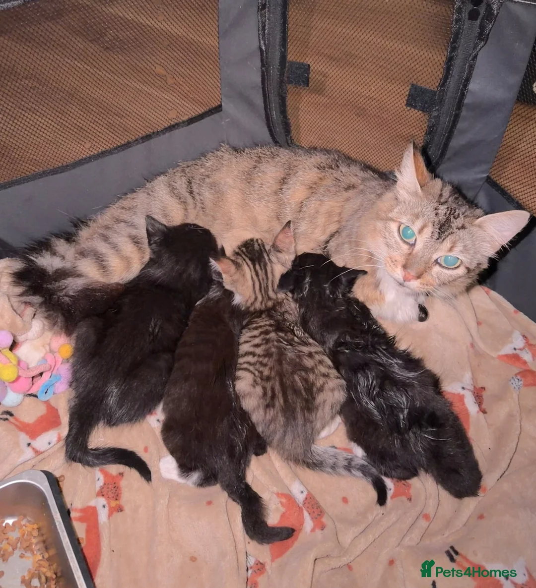 Mixed Breed cats for sale: 1 male 2 female kittens for sale - Advert 1