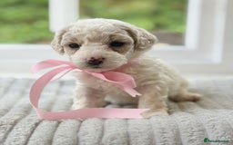 Cavapoochon dogs for sale: Cavapoochon puppies  - Image 16