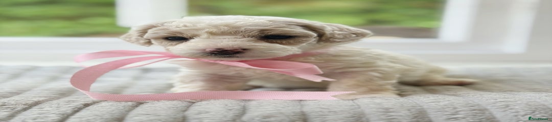 Cavapoochon Puppy 5-parti girl