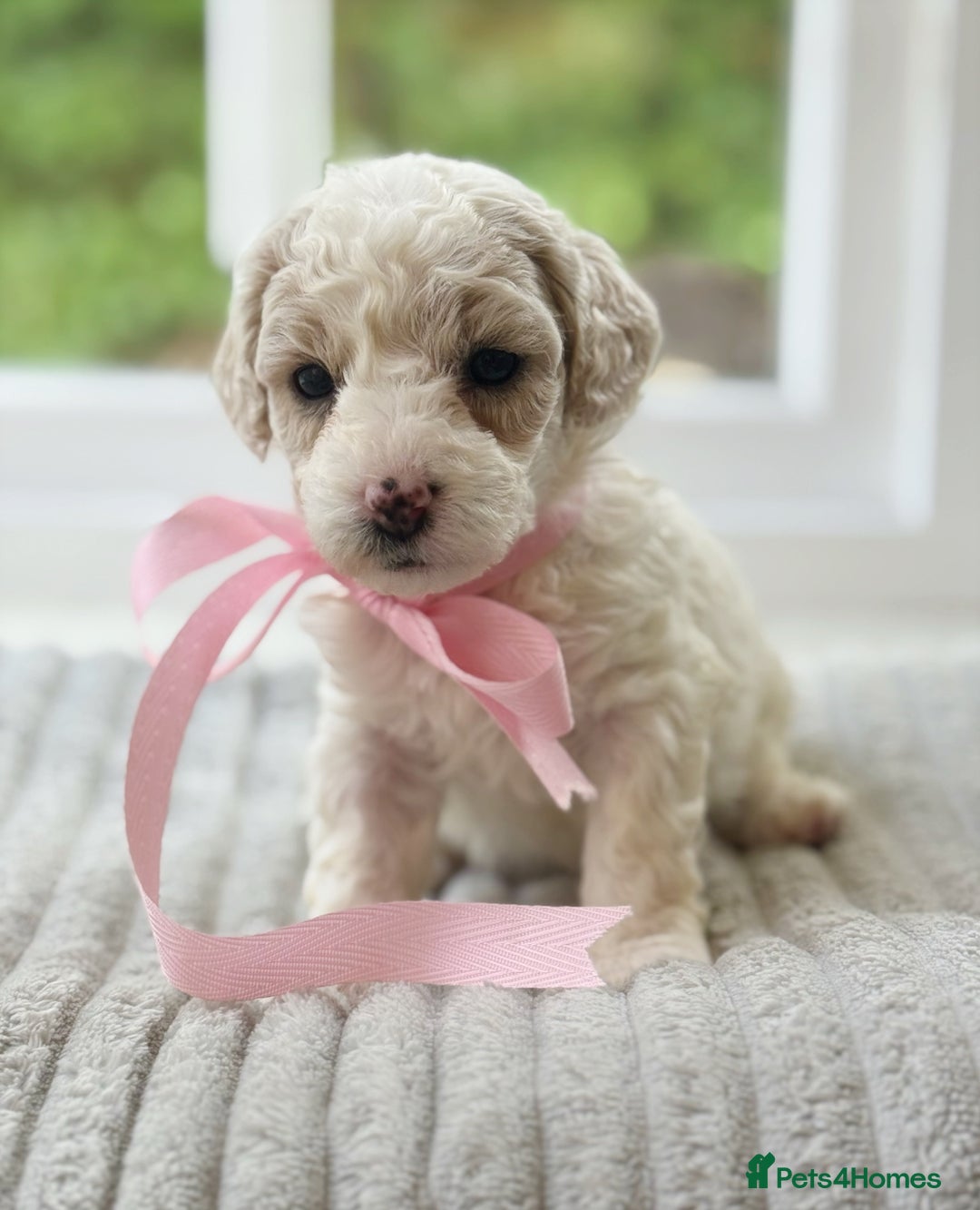 Cavapoochon dogs for sale: Cavapoochon puppies  - Image 16
