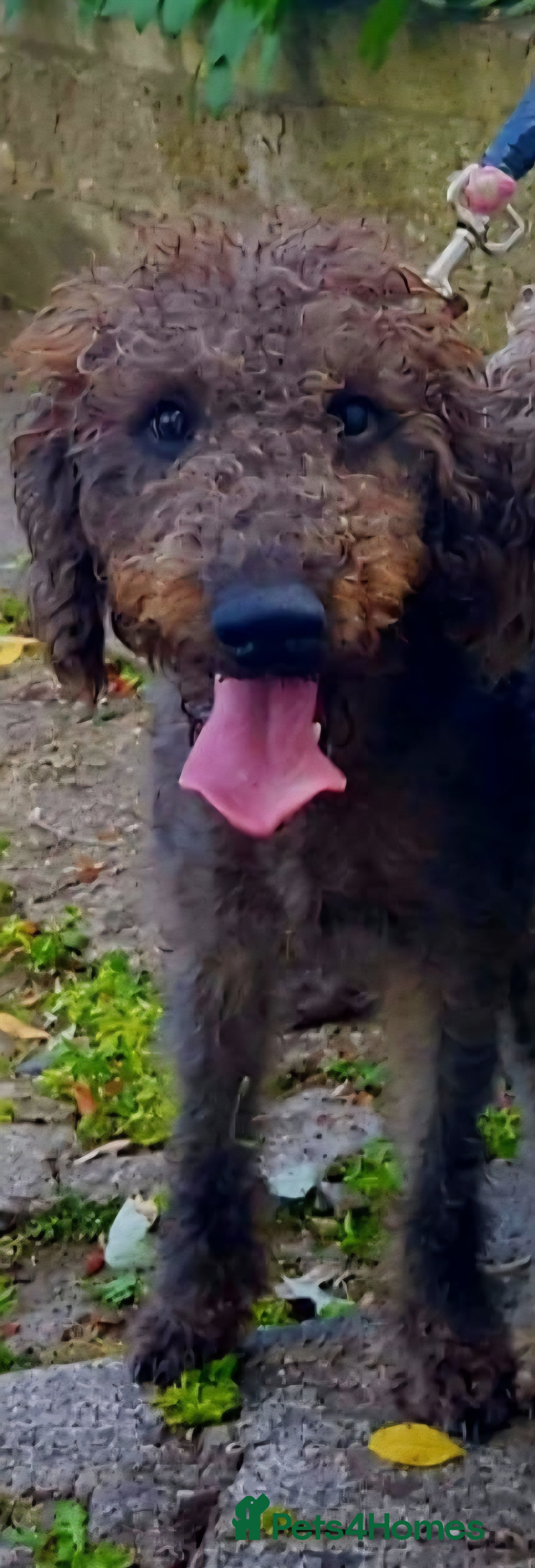 Bedlington Terrier dogs Bedlington for stud  in Chesterfield - Advert 1