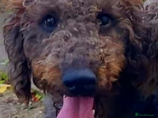 Bedlington Terrier dogs Bedlington for stud in Chesterfield - Advert 1