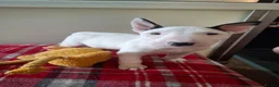 English Bull Terrier dogs for sale: Stunning english bull terrier pups - Advert 2