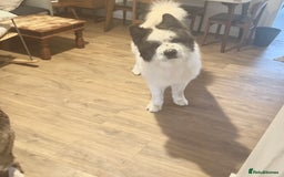 Akita dogs for sale: Quality Family Raised American Akita Puppies - Image 30