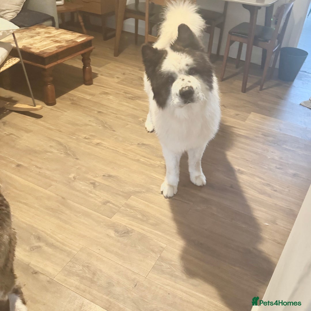 Akita dogs for sale: Quality Family Raised American Akita Puppies - Image 30