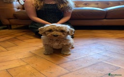 Cockapoo dogs for sale: Cute as Buttons! Cockapoo Puppies for Sale - Advert 4